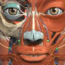 Anatomy Learning AI logo