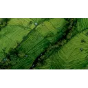 Picterra Agriculture AI logo